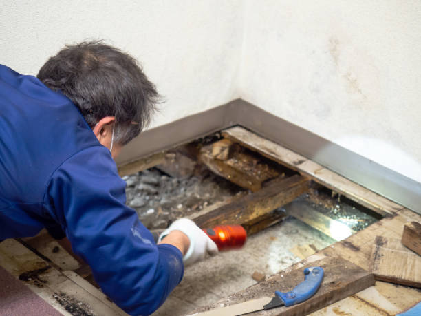 Best Certified Mold Removal  in Briar, TX