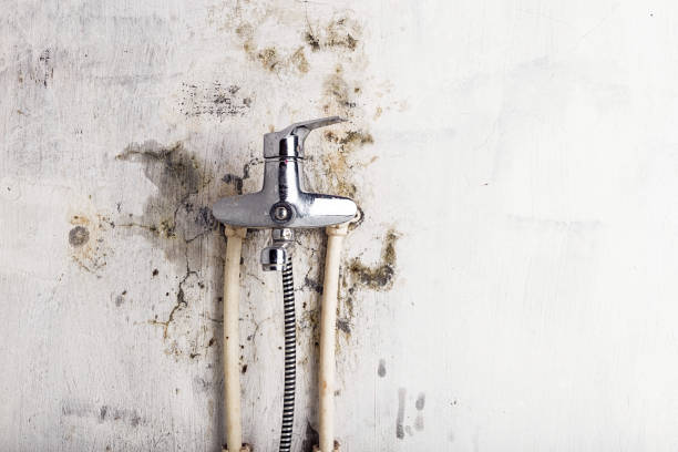 Best Home Mold Removal  in Briar, TX
