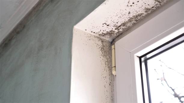 Best Same-Day Mold Removal  in Briar, TX