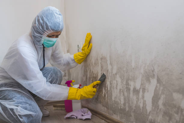 Best Fast Mold Removal  in Briar, TX