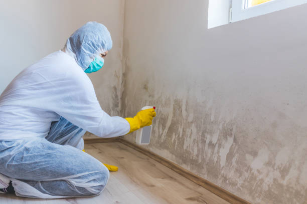 Best Commercial Mold Removal  in Briar, TX