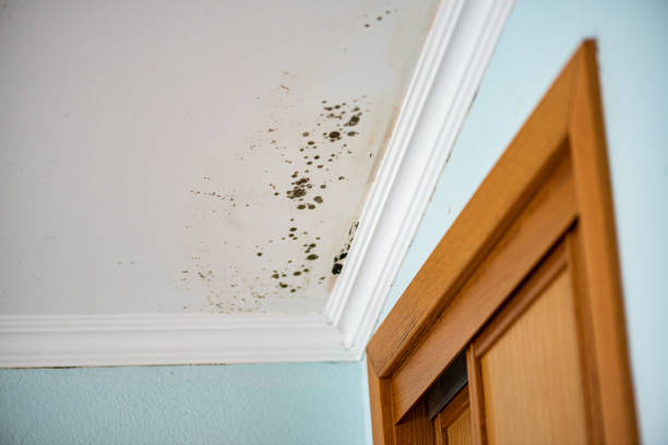 Best Fast Mold Removal  in Briar, TX
