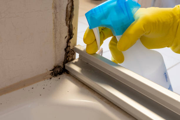 Attic Mold Removal in Briar, TX