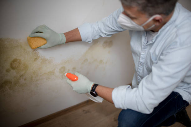 Home Mold Removal in Briar, TX