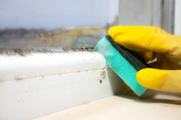 Best Office Mold Removal Services  in Briar, TX