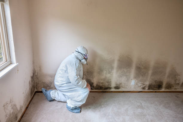 Best Toxic Mold Removal  in Briar, TX